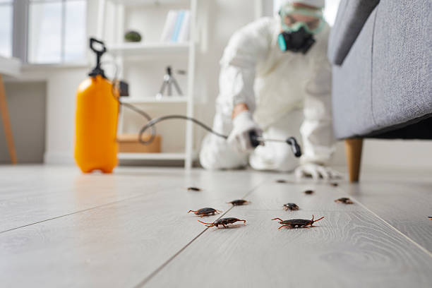 Commercial Kitchen Cockroach Control in Westfield